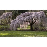 Čerešňa pilovitá - Prunus serrulata  'Kiku-shidare-sakura' KM180