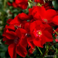Ruža na kmienku - Rosa Topolina - červená KM40