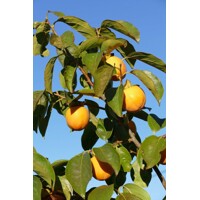 Ebenovník rajčiakový - Hurmi Kaki (Diospyros kaki) – pestovanie a plody