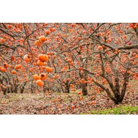 Ebenovník rajčiakový - Hurmi Kaki (Diospyros kaki) – pestovanie a plody