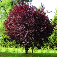 Slivka čerešňoplodá  - Prunus cerasifera 'Nigra' Co5L km100