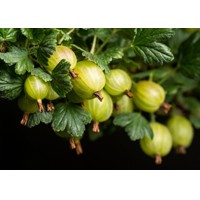 Egreš biely stromčekový - Ribes uva-crispa 'Mucurines' KM60