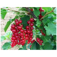 Ríbezľa červená stromčeková - Ribes rubrum 'Kozolupský ranný' 60km