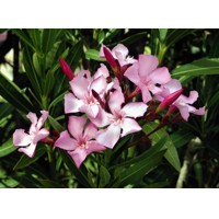 Oleander obyčajný  - Nerium oleander Salmon Co3L 40/60