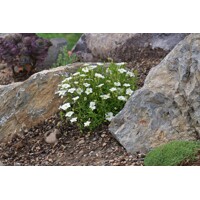 Arabis caucasica ´Little Treasure White´ Co10,5