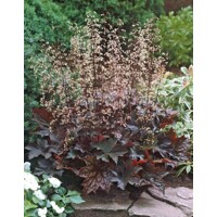 Heuchera micrantha ’Palace Purple’ Co9