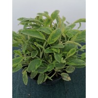 Salvia officinalis superba 'Merleau Blue'