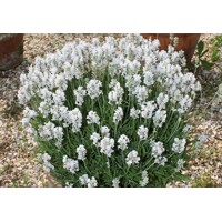 Levanduľa úzkolistá  - Lavandula angustifolia 'White Scent Early'