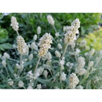 Levanduľa úzkolistá  - Lavandula angustifolia 'White Scent Early'