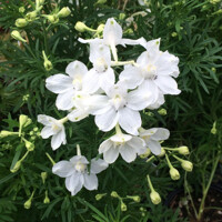 Delphinium grandiflorum 'Delfix White'