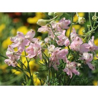 Delphinium grandiflorum 'Delfix White'