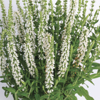 Salvia officinalis superba 'Merleau White'