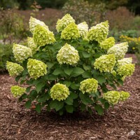 Hortenzia metlinatá 'Limelight' – nakúpiť v záhradníctve MaxGarden