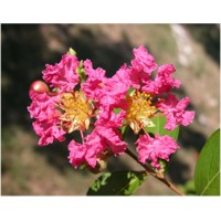 Myrta krepová ružová - Lagerstroemia indica Co3L 80/100