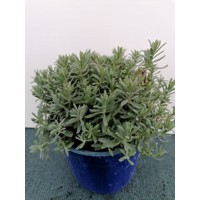 Levanduľa úzkolistá  -  Lavandula angustifolia 'Dwarf Blue'  Co18 15-20