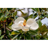 Magnólia veľkokvetá - Magnolia grandiflora ´Little Gem´ Co7L km1/2