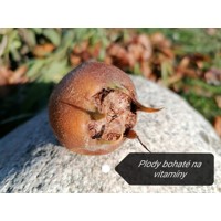Mišpula holandská - Mespilus germanica ´Dutch Giant´ 150/200