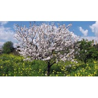 Mandľa - Prunus Amygdalus ´Supernova´ - samoopelivá