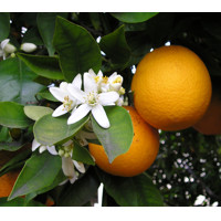 Pomarančovník - CITRUS X SINENSIS  Co15L  1/4 kmeň 60/80