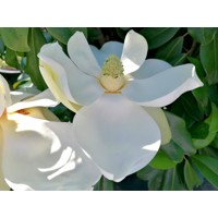 Magnólia veľkokvetá - Magnolia grandiflora ´Little Gem´ Co18L  1/2 kmeň
