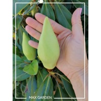 Magnólia veľkokvetá - Magnolia grandiflora 'Gallisoniensis' Co90-110L  175/200