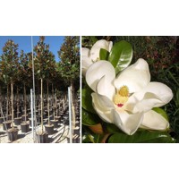 Magnólia veľkokvetá - Magnolia grandiflora 'Gallisoniensis' Co55L   vysokokmeň