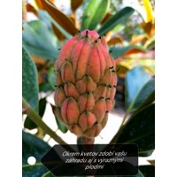 Magnólia veľkokvetá - Magnolia grandiflora 'Gallisoniensis' Co40L -vysokokmeň 8/10