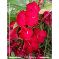 Oleander obyčajný  - Nerium oleander Red Co3L 40/60