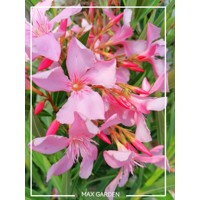 Oleander obyčajný  - Nerium oleander Pink Co18L 90/120