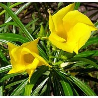 Oleander obyčajný  - Nerium oleander ´Luteum Plenum´ Co10L 60/80