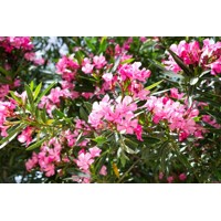 Oleander obyčajný  - Nerium oleander Pink Co18L 100/125 (pink)