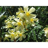 Oleander obyčajný  - Nerium oleander Yellow Co18L 100/125