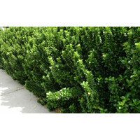 Bršlen - Euonymus japonicus ´Benkomasaki´ Co5L