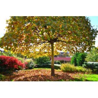Platan javorolistý - Platanus x acerifolia Alphen's Globe Co30L vysokokmeň
