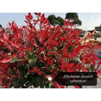 Červienka, Fotínia - Photinia fraseri Red Robin Co18-25L vysokokmeň