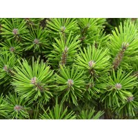 Pinus desinflora ´Low Glow´   Co18L  1/2 kmeň
