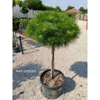 Borovica ?ierna - Pinus nigra ´Bambino´ - na 1/2 kmeni