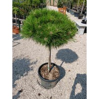 Borovica ?ierna - Pinus nigra ´Bambino´ - na 1/2 kmeni