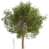 Platan javorolistý - Platanus x acerifolia Co20L vysokokmeň výška  3,5-4m