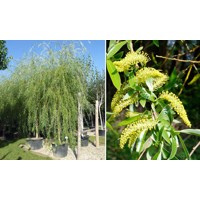 Vŕba babylonská  - Salix Babylonica  Co30L   vysokokmeň