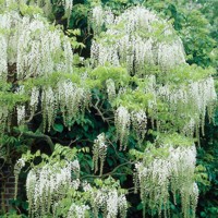 Vistéria japonská - Wisteria floribunda 'Longissima Alba' Co26 150/200