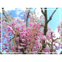Vistéria japonská - Wisteria floribunda 'Rosea' Co3L 150/200