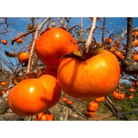 Ebenovník rajčiakový  - Diospyros kaki - Hurmi Kaki ´Rojo Brillante´ Co25L 1/2 kmeň