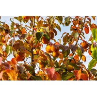 Ebenovník rajčiakový  - Diospyros kaki - Hurmi Kaki ´Rojo Brillante´ Co25L 1/2 kmeň