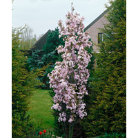 Čerešňa pilovitá - Prunus serrulata 'Amanogawa' Co18L 125/150
