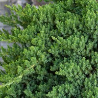 Borievka poliehavá - Juniperus procumbens ´Nana´ Co5L  1/4 kmeň