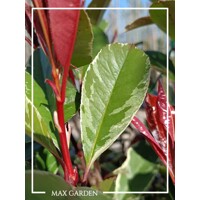 Červienka, Fotínia pink marble - Photinia ´Pink Marble´ Co9L  100/125