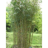 Bambus - Bambusa Metake - Pseudosasa Japonica 'Arundinaria'  Co10L  80/100