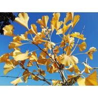 Ginko dvojlaločné - Ginko biloba - vysokokmeň