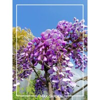 Vistéria japonská - Wisteria brachybotrys 'Okayama Fuji'  Co7L 160cm